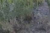 В центре Николаева из-за утечки воды образовалось болото и вырос камыш. ВИДЕО