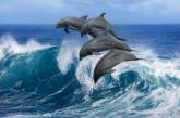 Ученые выяснили, почему дельфины становятся устойчивы к антибиотикам, не принимая их