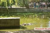 В Николаевском зоопарке бегемоты ныряют и выпускают из ноздрей фонтанчик. Видео