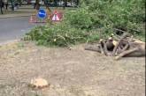 В центре Николаева застройщик спилил здоровые ясени — департамент ЖКХ одобрил