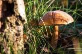 В Кировоградской области девушка умерла от отравления грибами