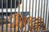 Пополнение в Николаевском зоопарке! Из Польши приехал амурский тигр