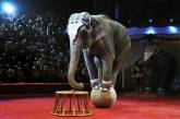 Украина должна отказаться от цирков с животными, - министр культуры