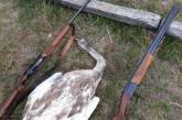 На Киевщине пьяные браконьеры расстреляли лебедя
