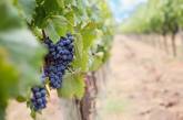 Николаевские виноградари собрали меньший урожай