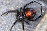 На Херсонщине пенсионерка села на «черную вдову»: ядовитый паук атаковал