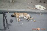 В центре Николаева на глазах у детей травили бродячих собак