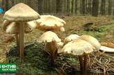 В Николаеве семья из пяти человек отравилась грибами. ВИДЕО