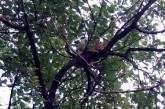 Застрявшего на дереве в Николаеве котенка сумели снять самостоятельно