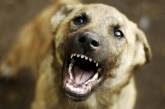 В Николаеве за неделю отловили 14 агрессивных бездомных собак