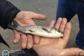 На Николаевщине в Южный Буг выпустили  более 18 тонн рыбы
