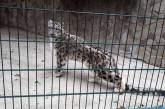 В Николаевском зоопарке появился снежный барс. ФОТО