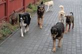 В Николаеве каждая четвертая бездомная собака  болеет дирофиляриозом