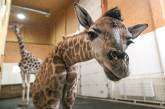 Николаевский зоопарк для жирафов и слонов просит еще 16 миллионов и 4 сотрудников