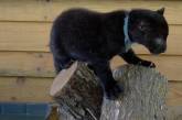 На Полтавщине кошка выкормила детеныша пантеры. Видео