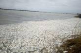 В Херсонской области в Днепре зафиксирован массовый мор рыбы