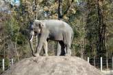 В Николаев едут два слона — они станут новыми постояльцами зоопарка