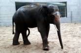 Николаевский зоопарк мог остаться без слонов из-за чумы свиней в Венгрии