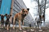 Николаевцы, выступающие против бродячих собак, выйдут на митинг за безопасность в городе