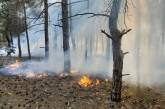 В лесном урочище возле Николаева произошел пожар — подозревают поджог