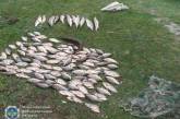 На Николаевщине браконьер наловил рыбы почти на 6 тыс грн