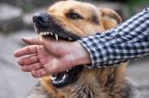 В Николаеве ежедневно минимум троих горожан кусают бездомные собаки