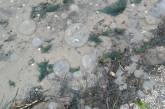 В селе под Николаевом на берег лимана вынесло тысячи медуз. ВИДЕО