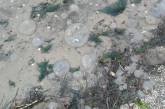 Эколог пояснил причину «нашествия» медуз на берег лимана под Николаевом