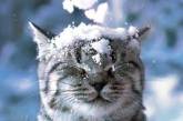 В Николаеве первый снег обещают уже во вторник