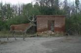 В Чернобыльском заповеднике показали видео диких животных, которые попали в фотоловушки