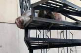 В Харькове обезьяна остановила работу супермаркета