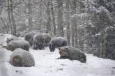В Карпатах из-за аномального тепла не могут впасть в спячку медведи