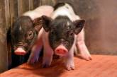 В Китае родились первые свиньи, чьи органы можно пересаживать людям