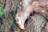 На Николаевщине браконьеры застрелили редкую краснокнижную птицу