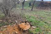 В Херсоне неизвестные вырубили 50 деревьев в парке Маргелова
