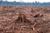 «Руби — не хочу»: глава ГУНП рассказал, сколько нужно срубить николаевского леса для «ответа» перед судом