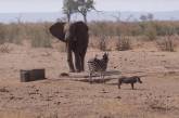 Кабан устроил бой со слоном из-за водопоя. Видео