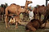 В Австралии убили 5 тысяч верблюдов