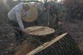 На Николаевщине браконьеры вырубили 41 дуб: ущерб почти миллион