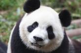 Топчий рассказал, почему в Николаевском зоопарке не будет панд