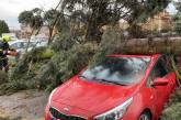 Чехию накрыл ураган: обесточено 15 тысяч домов, повалены десятки деревьев. Фото