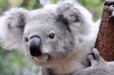 Волонтеры отправили в Австралию 6 самолетов с перчатками для коал