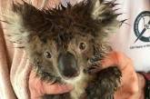 На вырубленном участке леса в Австралии нашли кладбище диких коал