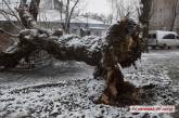 В Николаеве на ул. Никольской упало дерево, полностью перегородив тротуар