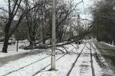В Николаеве упавшее на провода дерево заблокировало движение трамваев