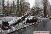 Непогода в Николаеве: падающие деревья и скользкая площадь. ФОТОРЕПОРТАЖ