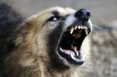Полмиллиона за укус: в Николаевском суде рассматривают иск пострадавшей от бешеной собаки