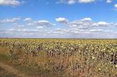 На Николаевщине фермер самовольно засеял поле подсолнухом – урожай на 2,6 миллиона арестовали 