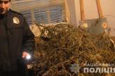 На Николаевщине у местного жителя нашли «деревья» конопли 