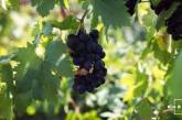 На Николаевщине вдвое уменьшились объемы производства винограда